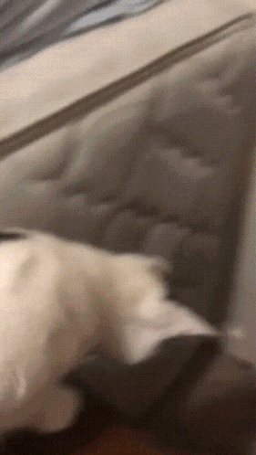 a cat is laying on a bed with a pillow on top of it
