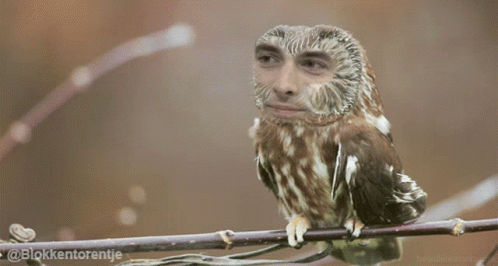 Baudet Owl GIF - Baudet Owl Fvd GIFs