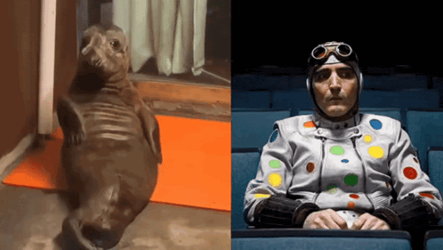 a seal and a man in a polka dot suit