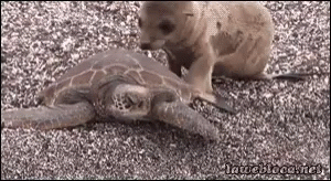 Seal Baby GIF - Seal Baby Turtle GIFs