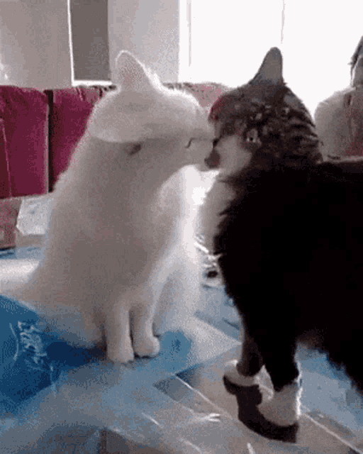 a black and white cat kissing a white cat on the nose