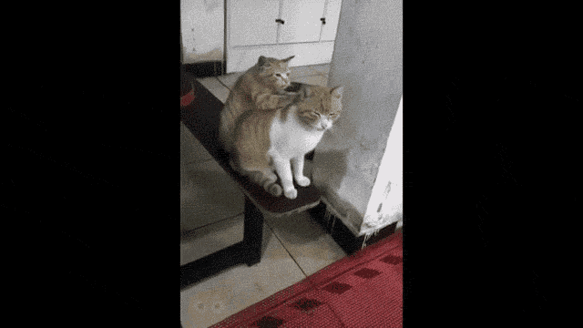 two cats are sitting on a wooden bench and one is giving the other a massage .