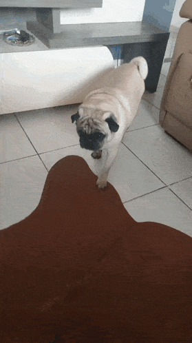 a pug dog standing on a brown couch in a living room