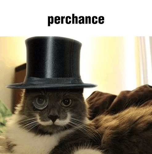 Perchance Cat GIF - Perchance Cat Tinyspacemarine GIFs