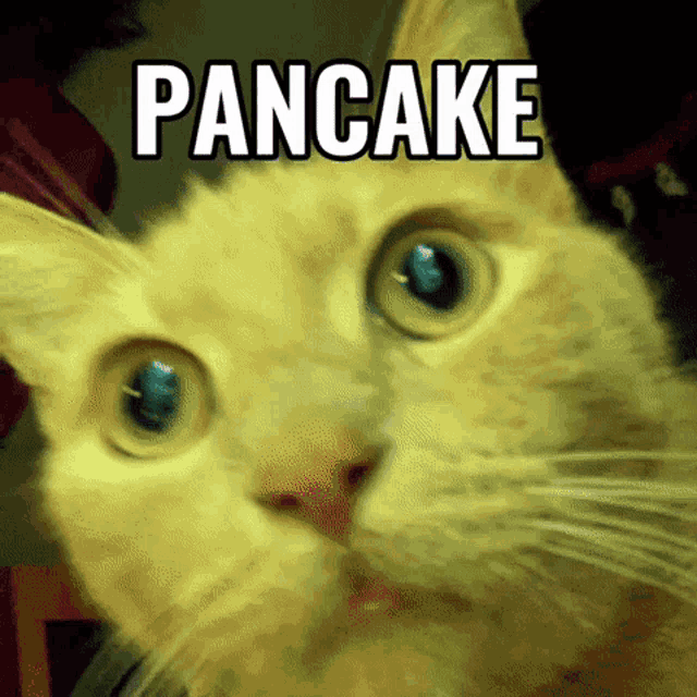 Cat Pancake GIF