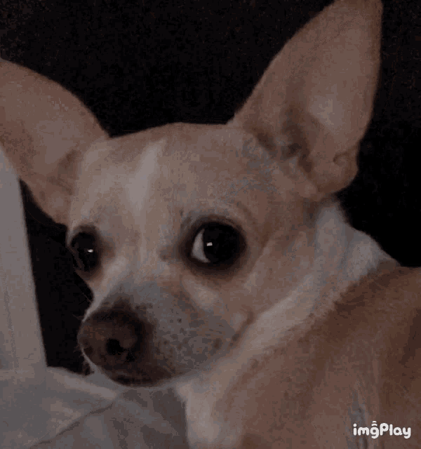 a close up of a chihuahua 's face with the words imgplay visible below it