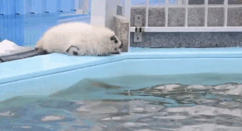 a seal is swimming in a pool with a fence in the background .