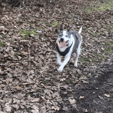 a dog is running down a path covered in leaves and looking at the camera .