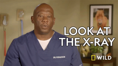 Look At The Xray Dr Terrence Ferguson GIF - Look At The Xray Dr Terrence Ferguson Critter Fixers GIFs