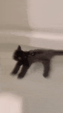 a black cat is swimming in a bathtub looking at the camera