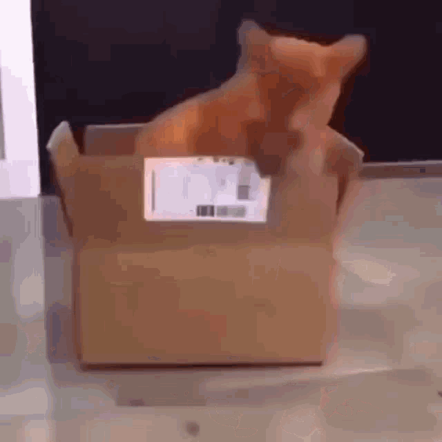 Consume Cardboard Box GIF - Consume Cardboard Box Cat GIFs