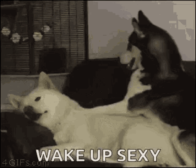 Dogs Morning GIF - Dogs Morning Do Not Want GIFs