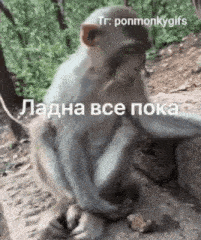 a monkey is sitting on a rock in the woods eating a piece of food .