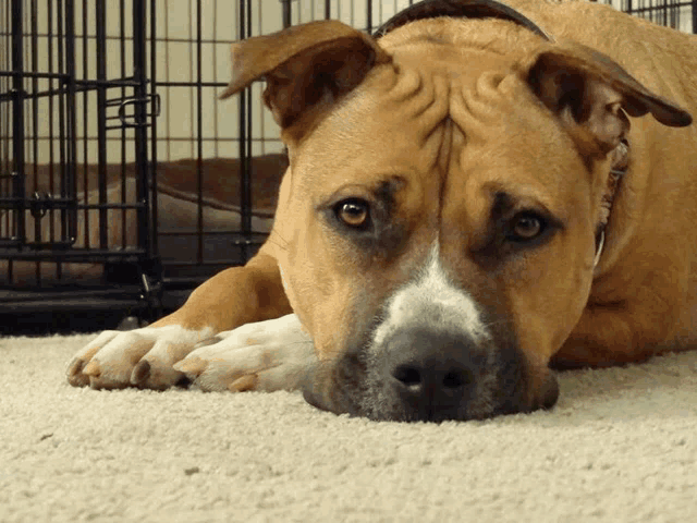a brown and white dog laying on a carpet