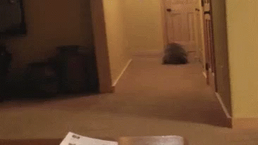 Racoon Roll Over GIF - Racoon Roll Over Funny Animals GIFs