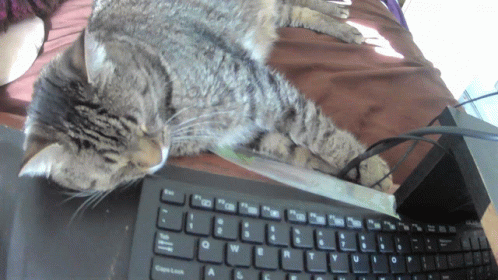 Cat GIF - Cat GIFs