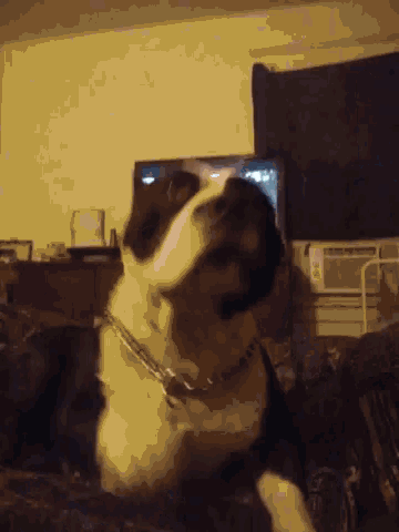 a black and white dog is sitting on a couch in front of a tv