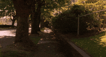 a path with trees on both sides and a chain link fence in the background