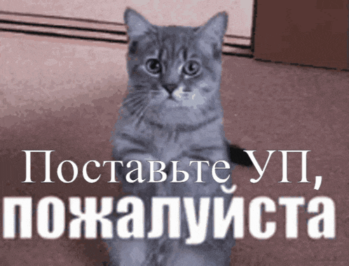 a cat is sitting on its hind legs in front of a sign that says " поставьте yp "