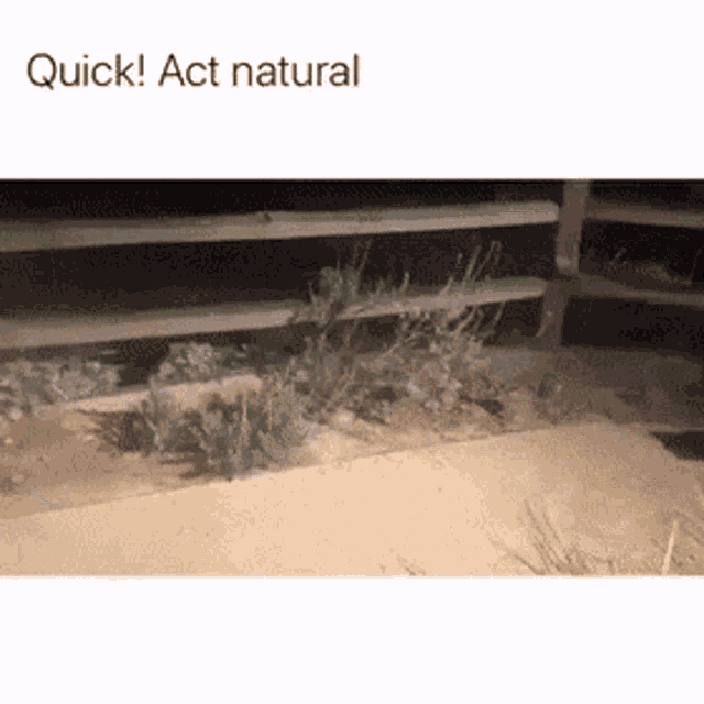 Raccoon Act Normal GIF - Raccoon Act Normal Caught GIFs