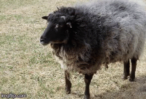 Hairy The Sheep Nosy GIF - Hairy The Sheep Hairy Sheep GIFs