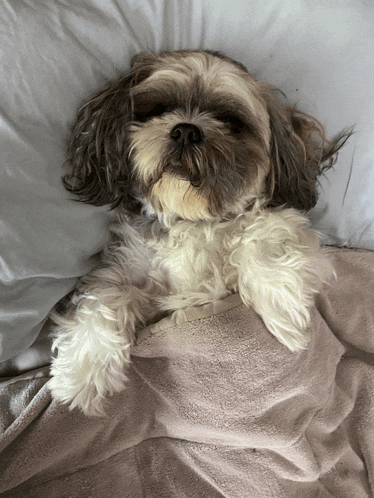 a small brown and white dog laying on a bed