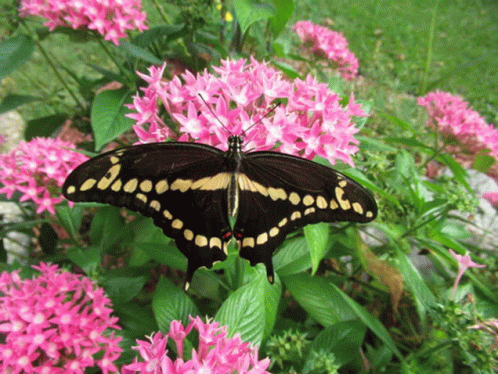 Giant Swallowtail GIF - Giant Swallowtail GIFs