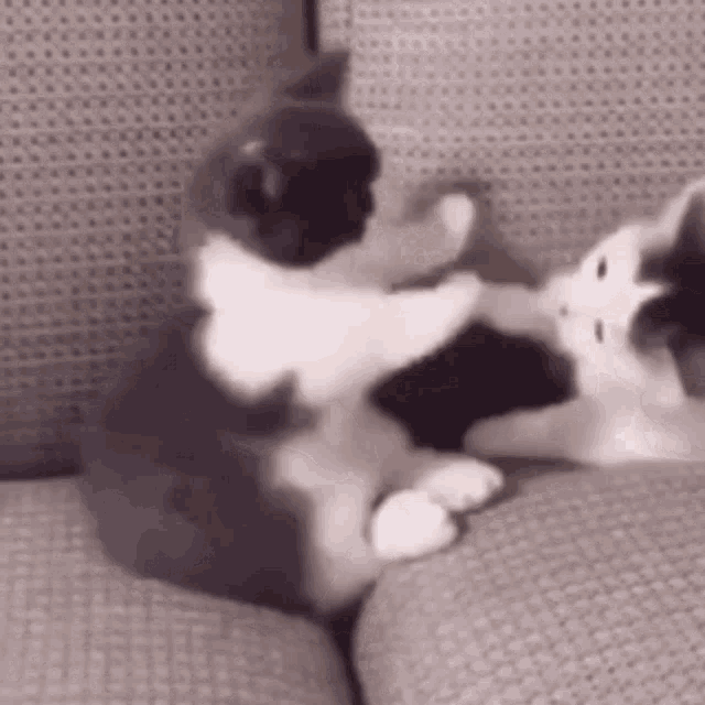 two cats are playing on a couch and one of them is gray and white