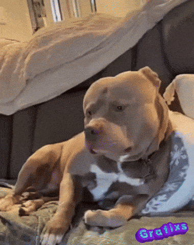 a dog is laying on a couch with a purple graphic that says grafixs