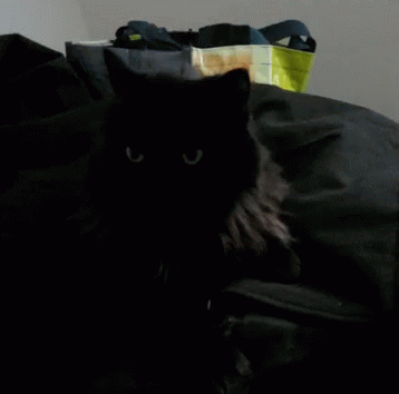 Laidback Cat GIF - Laidback Cat Black GIFs