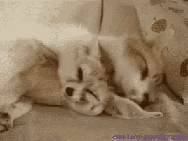 a dog is laying on its back on a couch and licking its ear .