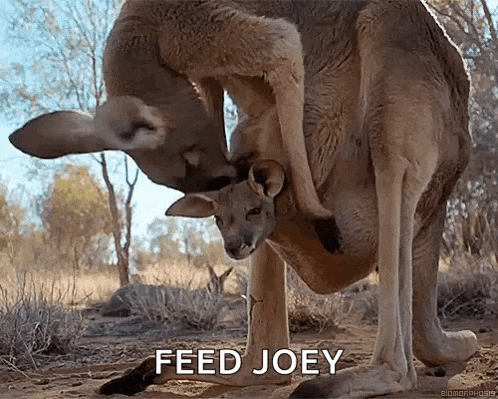 a kangaroo is holding a baby kangaroo in its pouch and says feed joey on the bottom