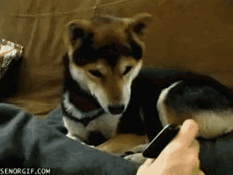 a dog laying on a couch looking at a phone