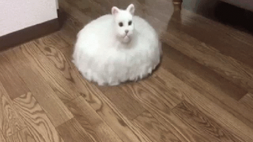Cute Cat GIF - Cute Cat Vacuum GIFs