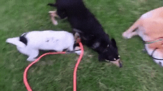 Dogs Happy GIF - Dogs Happy Party GIFs