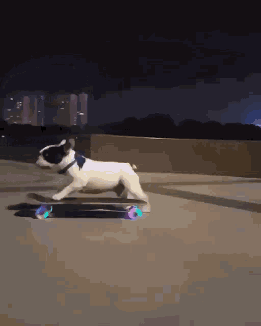Dog Skateboard GIF - Dog Skateboard Cute GIFs