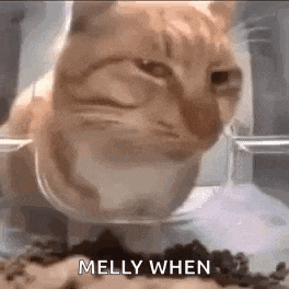 a cat is sitting in a bowl of food and eating it .