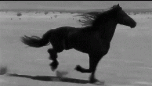 Black Friesian Horse Running GIF - Black Friesian Horse Running Omw GIFs