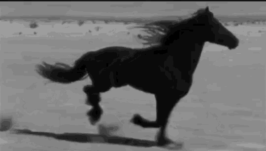 a black and white photo of a horse running on a beach .
