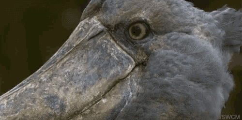 a close up of a bird 's face with the word swcm on the bottom left