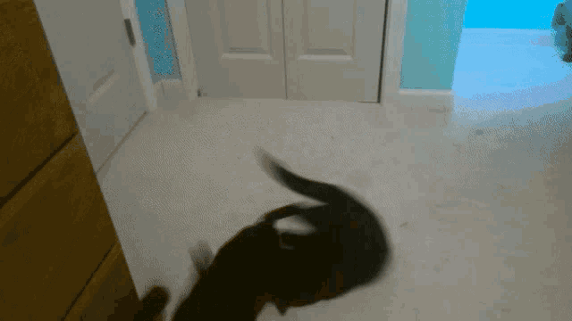 a black cat is playing with another cat in a hallway