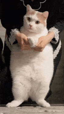 Cat Fat Cat GIF - Cat Fat Cat Dance Cat GIFs