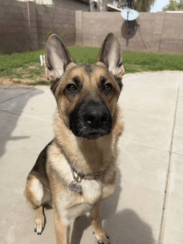 a german shepherd looking at the camera with a tag that says ' chris ' on it