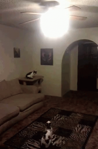 Cat Lights GIF - Cat Lights Offended GIFs