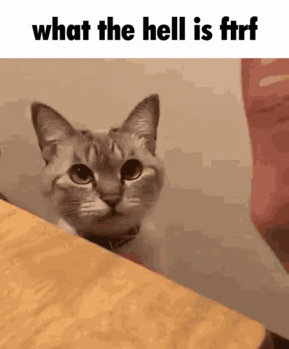 What Is Ftrf Ftrf GIF - What Is Ftrf Ftrf Cat GIFs
