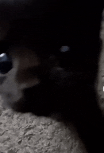 a black cat is laying on a carpet in the dark