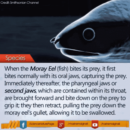 a picture of a moray eel with a caption about species