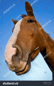 a close up of a brown horse 's face against a blue sky .