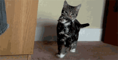 a cat carrying a kitten on its back