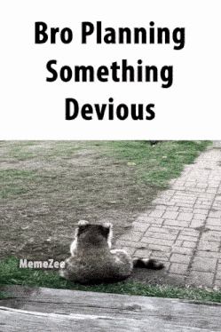 Devious Raccoon GIF - Devious Raccoon Plan GIFs